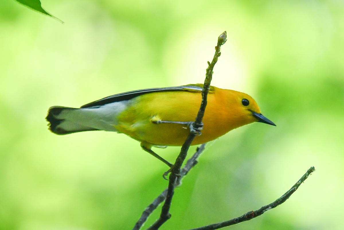 Prothonotary Warbler - ML446668251