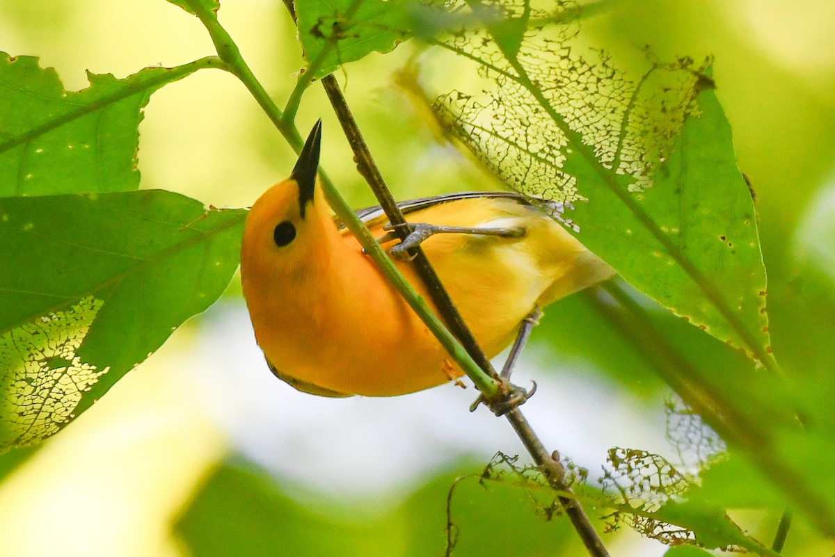 Prothonotary Warbler - ML446668261