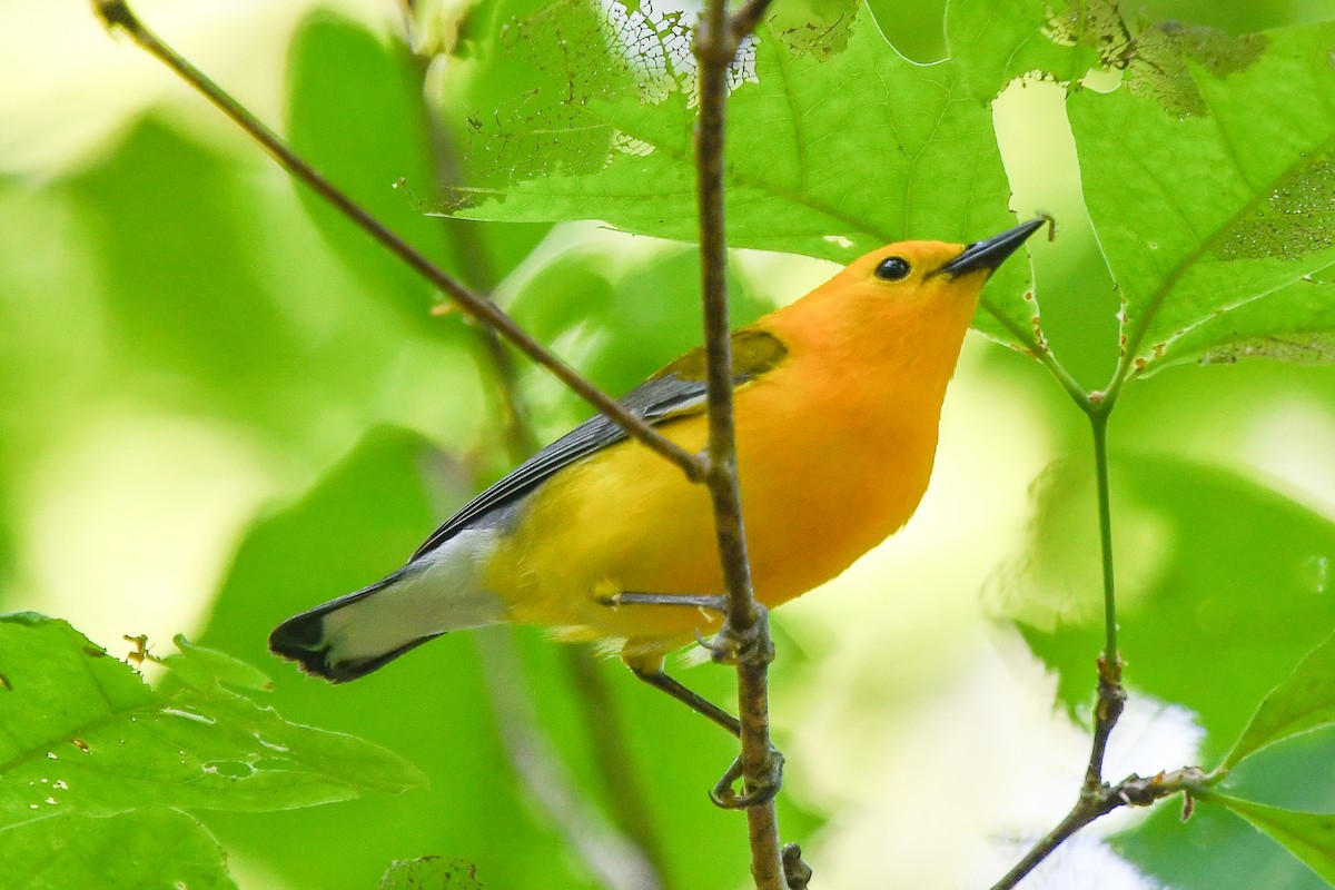 Prothonotary Warbler - ML446668341