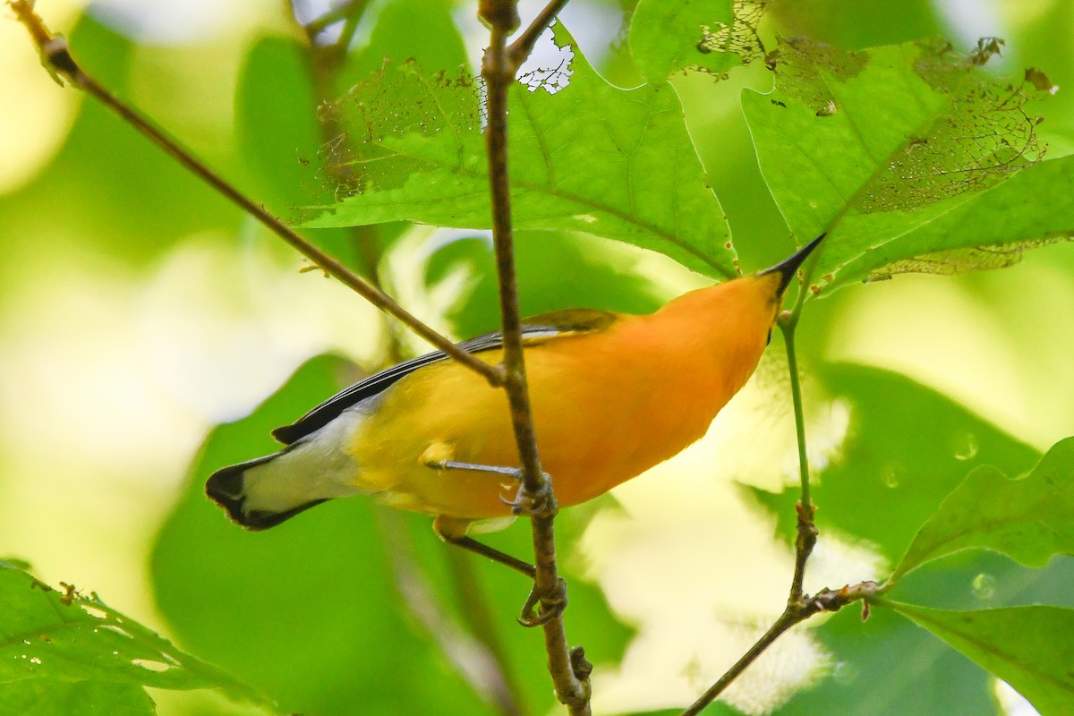 Prothonotary Warbler - ML446668381
