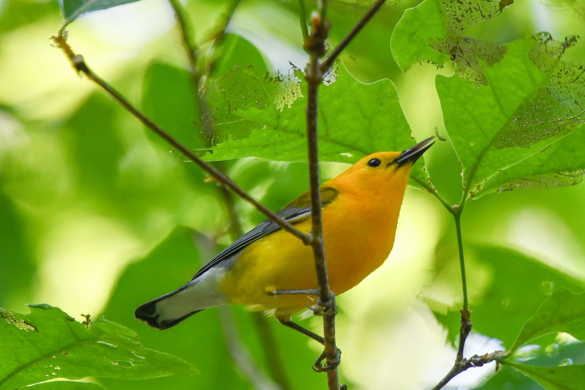Prothonotary Warbler - ML446668421