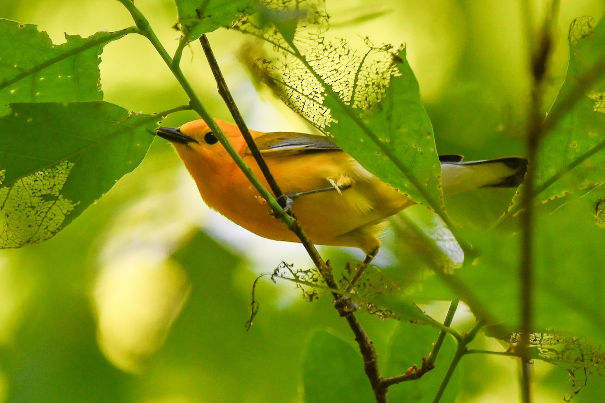 Prothonotary Warbler - ML446668431