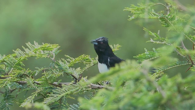 Black-and-white Tanager - ML446668841