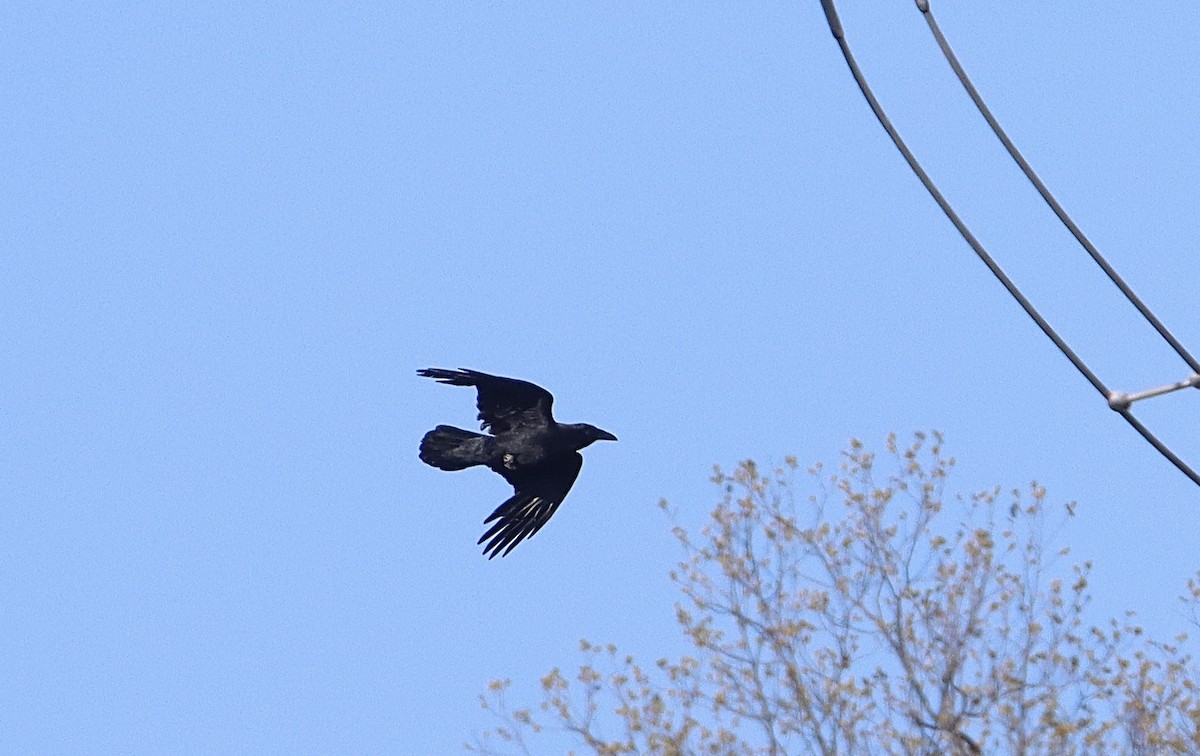 Common Raven - ML446670191