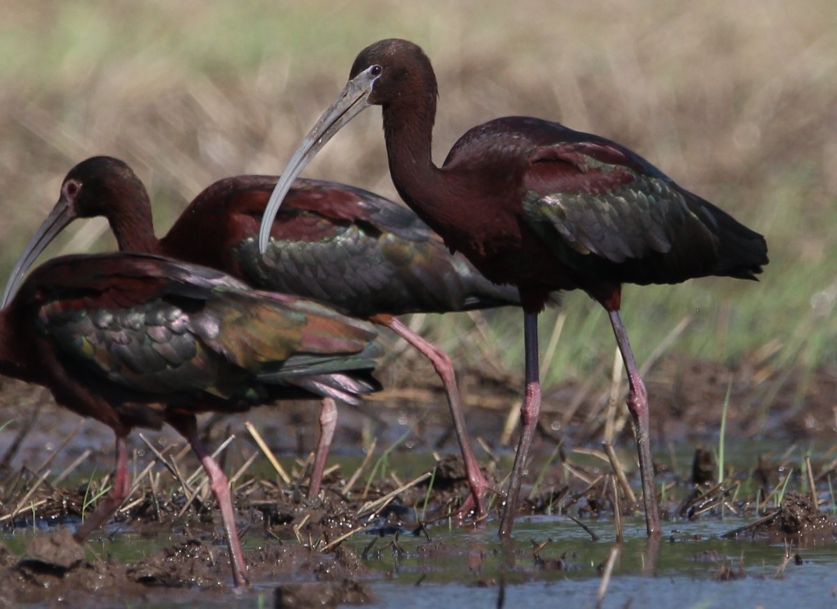 Glossy Ibis - ML446670651