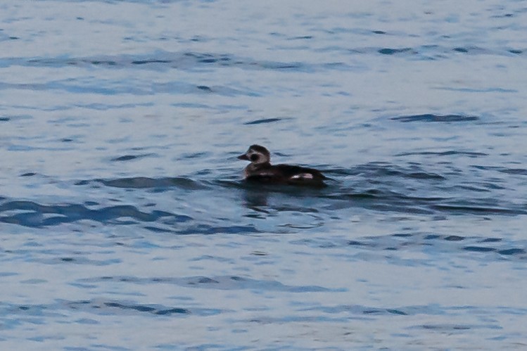 Long-tailed Duck - Carole Rose