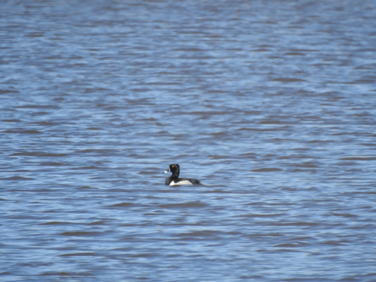 Ring-necked Duck - ML446672611