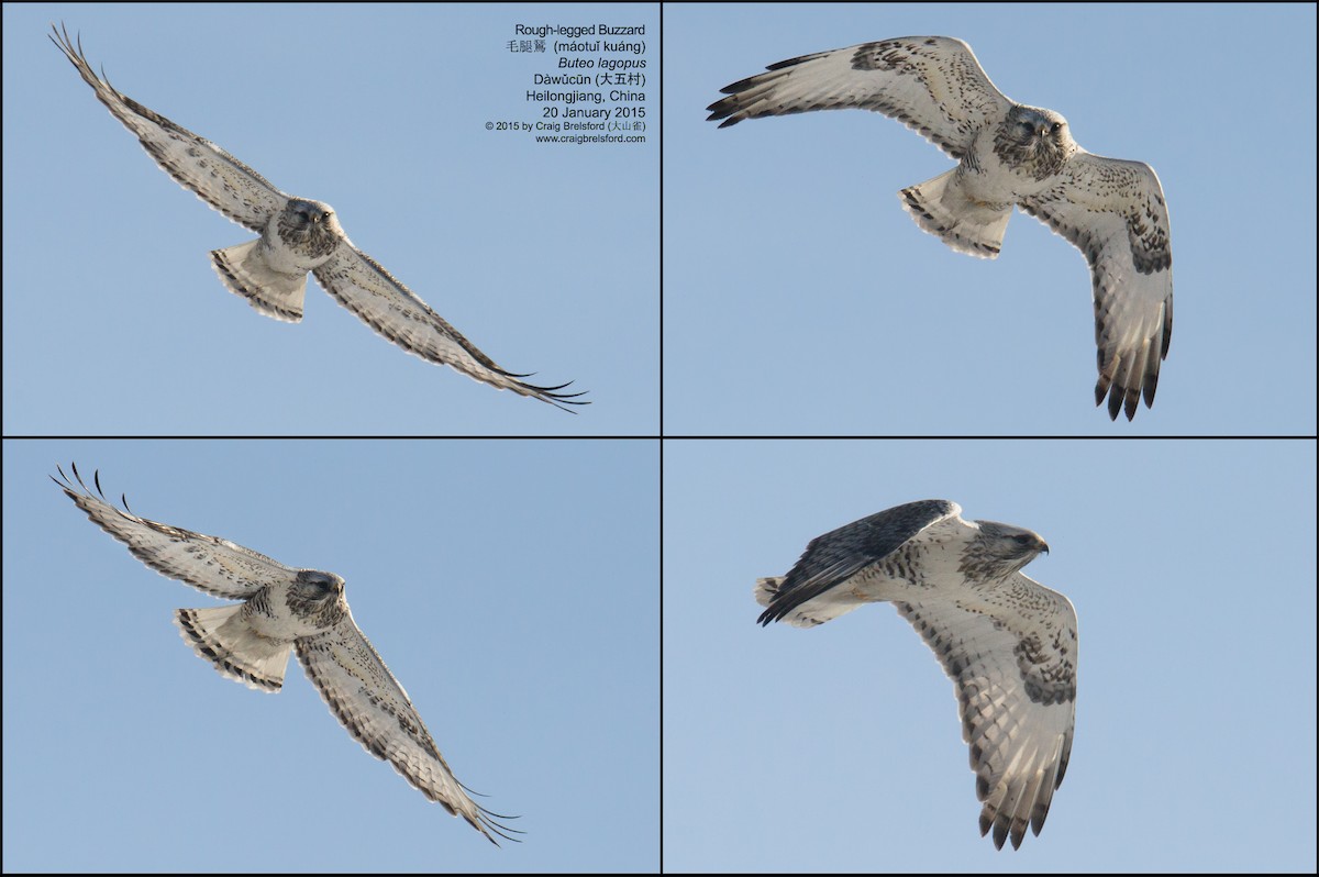 Rough-legged Hawk - ML44667271