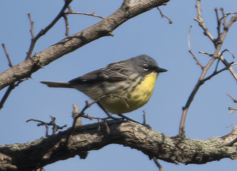 Kirtland's Warbler - ML446674201