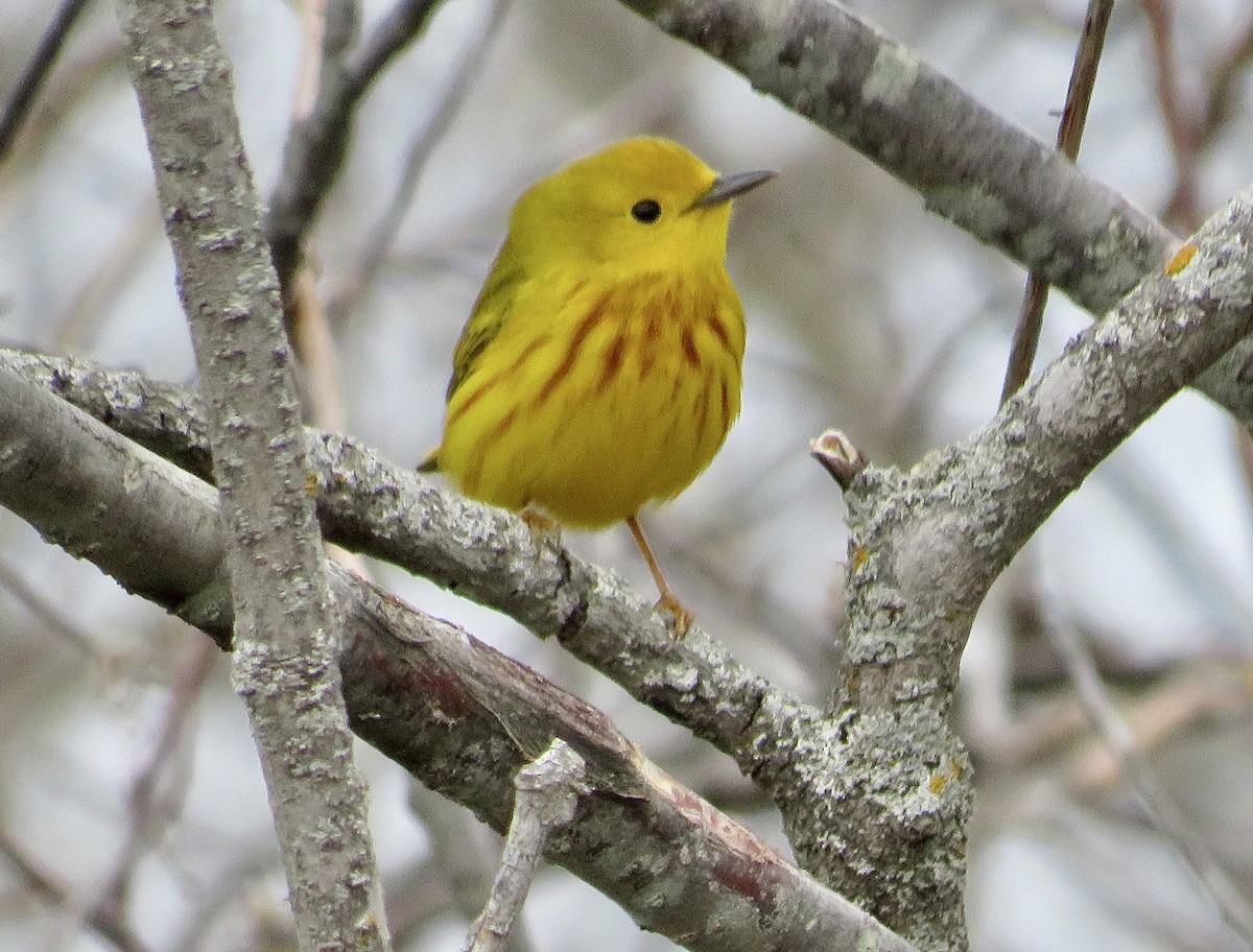 Yellow Warbler (Northern) - ML446674861