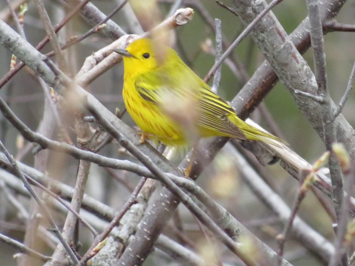 Yellow Warbler (Northern) - ML446674931