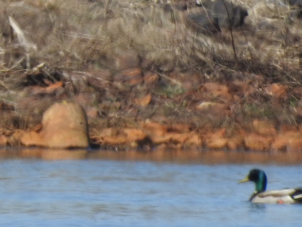 Mallard - ML446674971