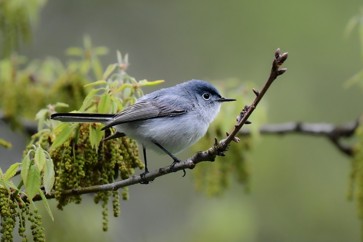 Blue-gray Gnatcatcher - ML446675031