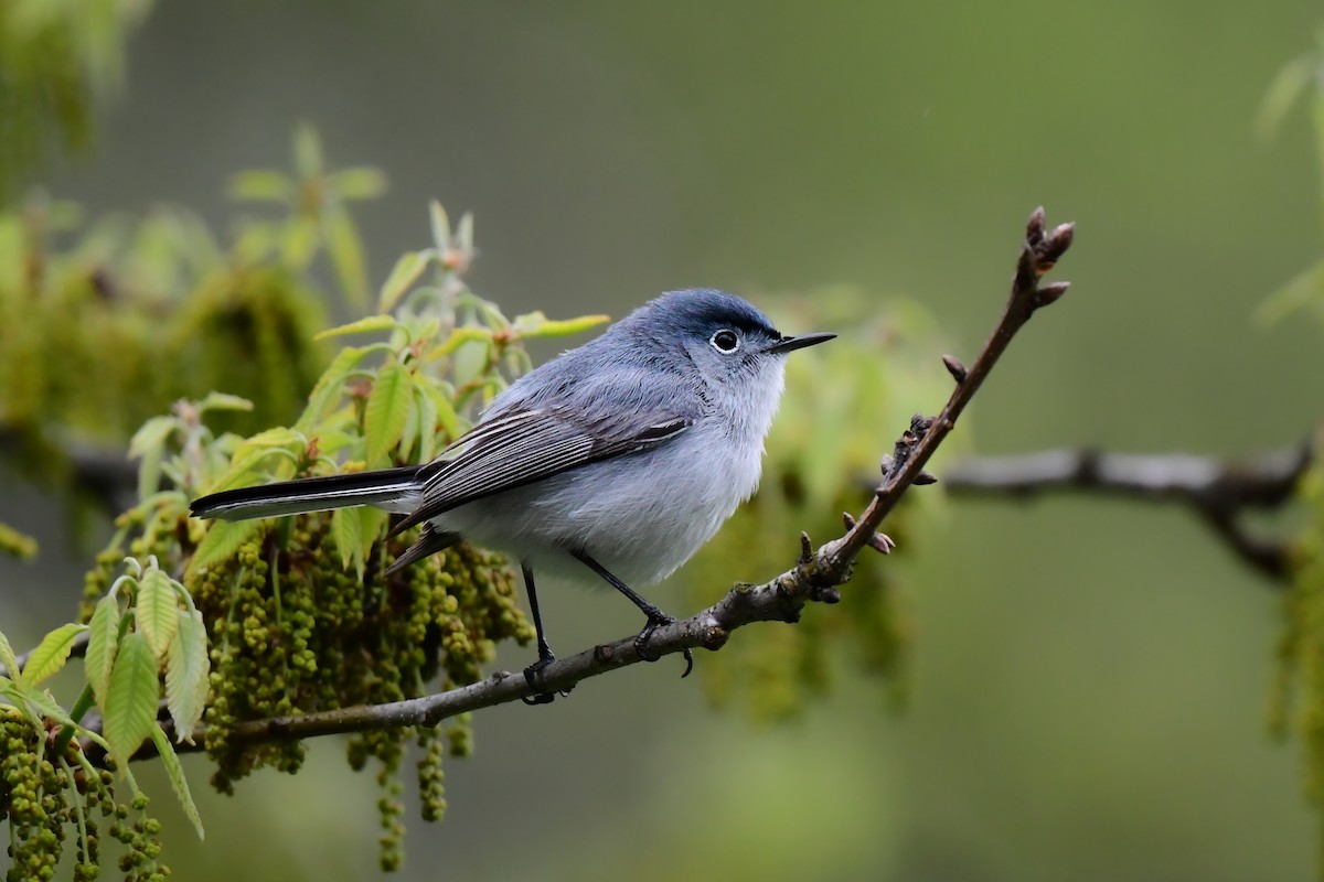 Blue-gray Gnatcatcher - ML446675041