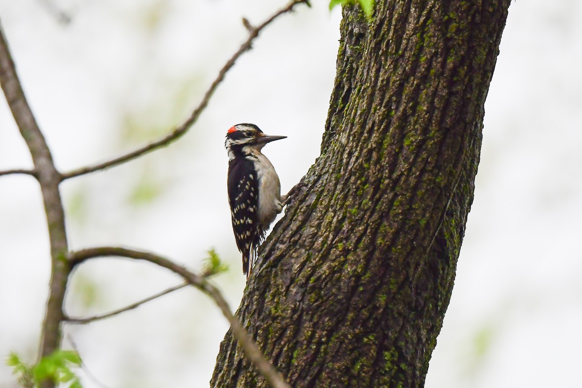 Hairy Woodpecker - ML446675091