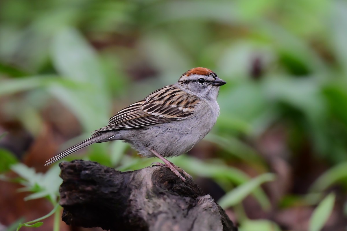 Chipping Sparrow - ML446675111
