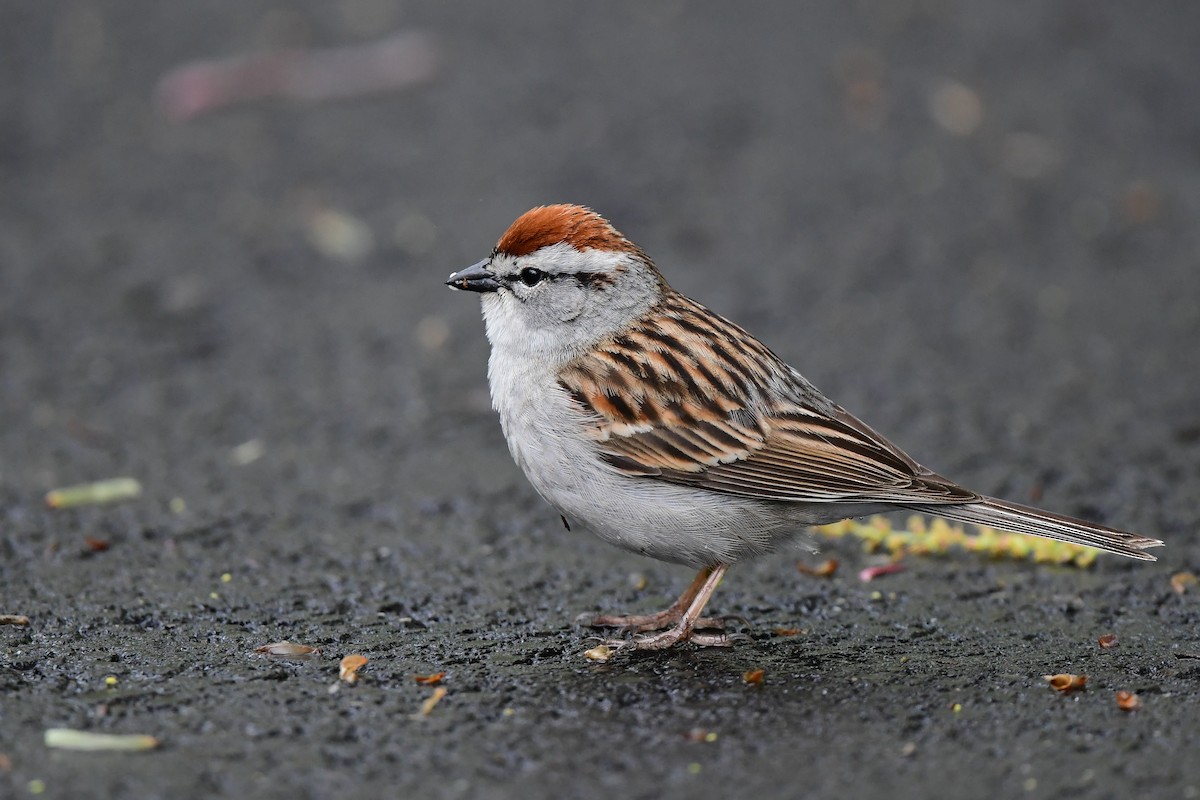 Chipping Sparrow - ML446675121