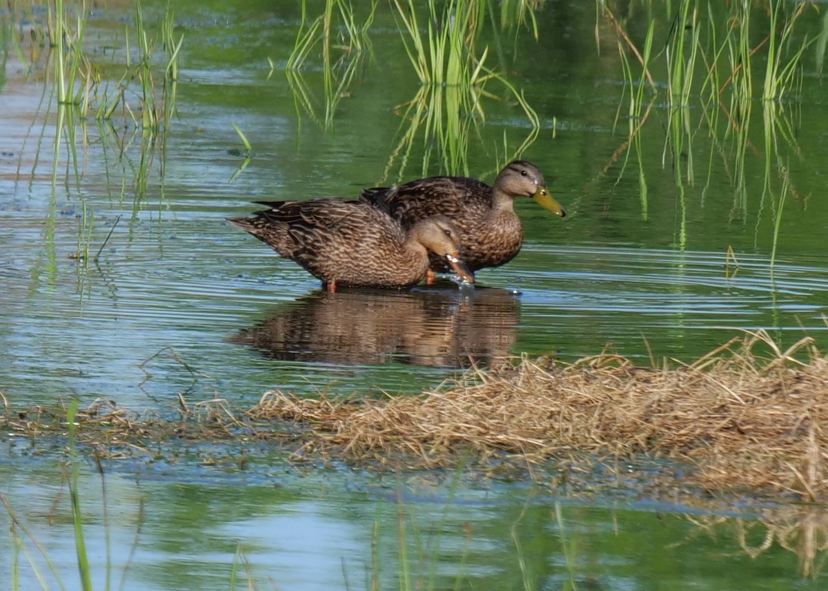 Canard brun - ML446675151