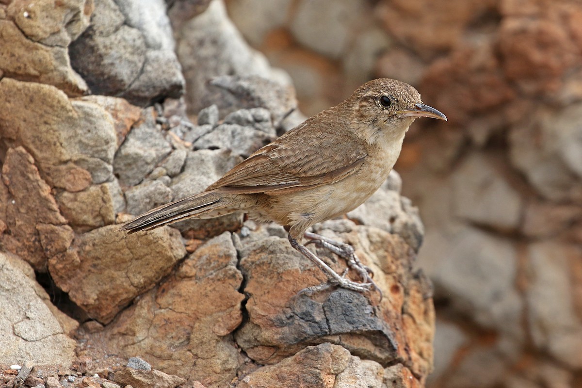 Clarion Wren - Ricardo Guerra