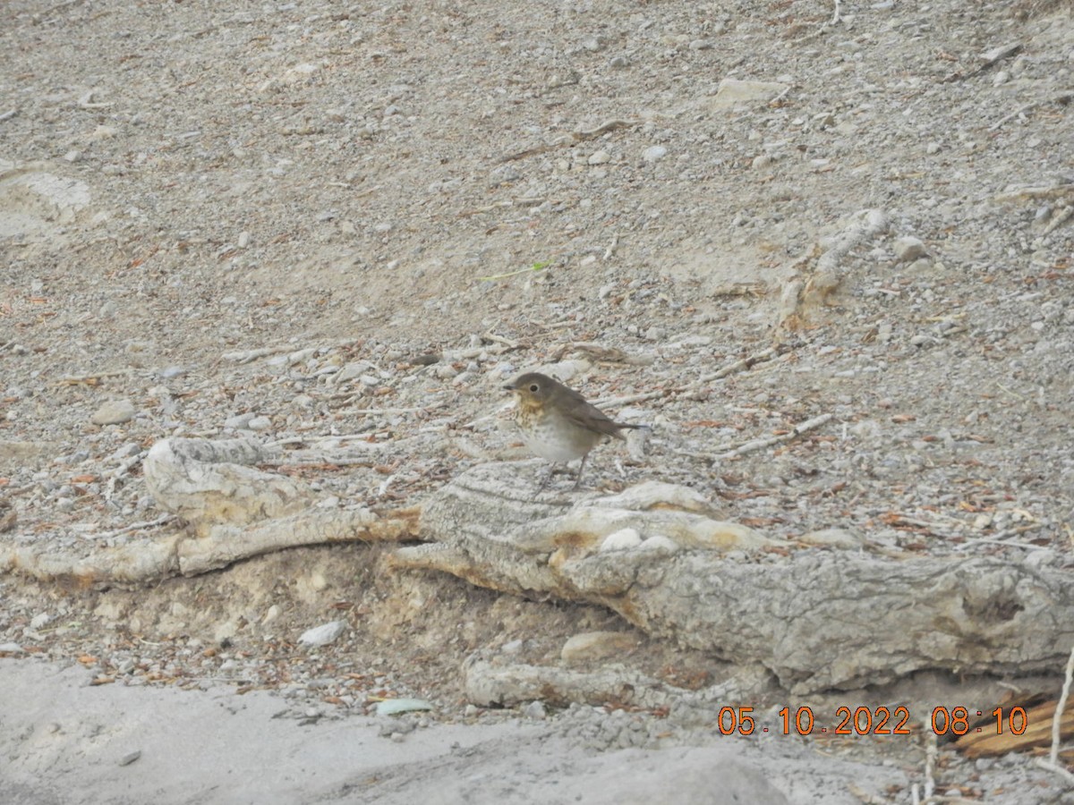 Swainson's Thrush - ML446676381