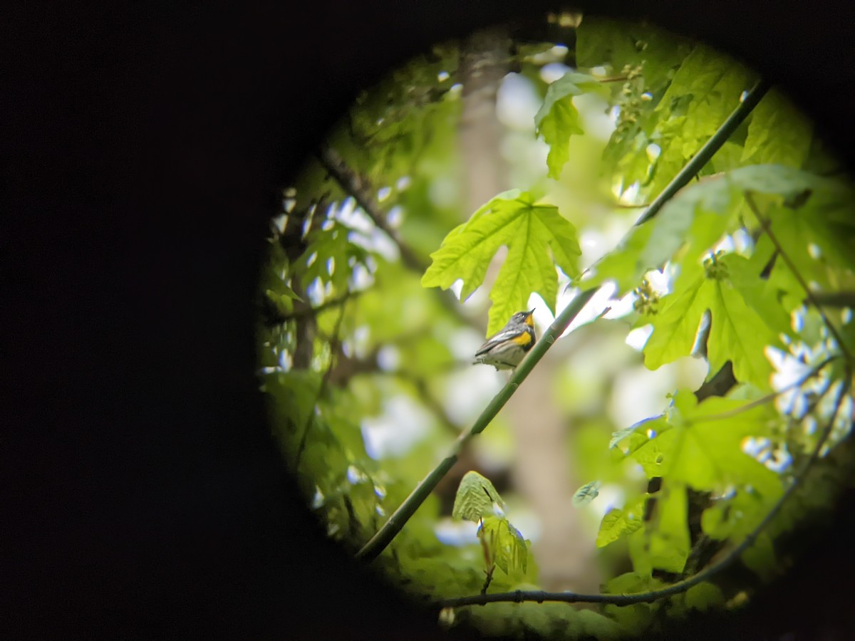 Yellow-rumped Warbler (Audubon's) - ML446679311