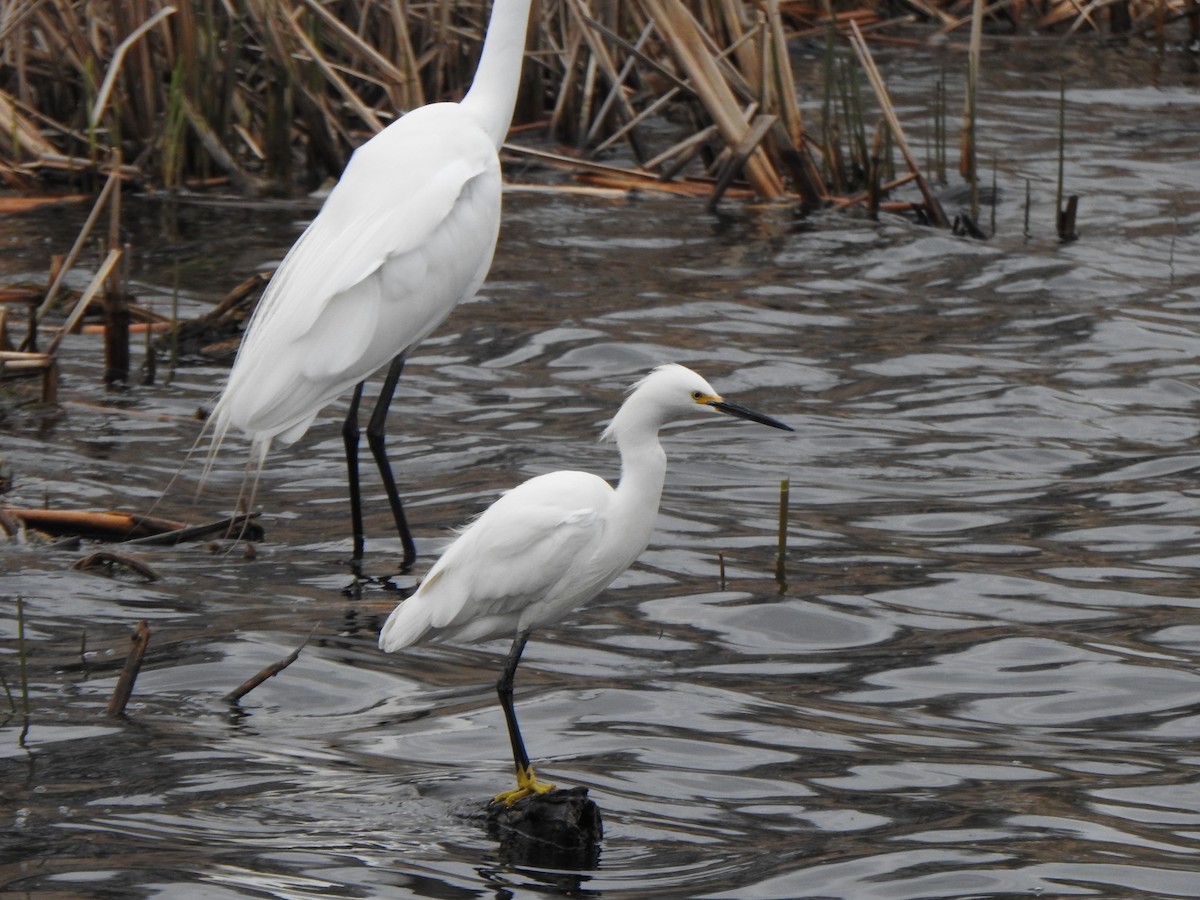 Snowy Egret - ML446680061