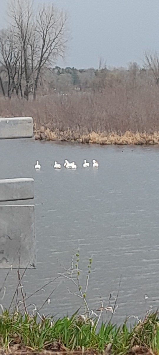 American White Pelican - ML446680221