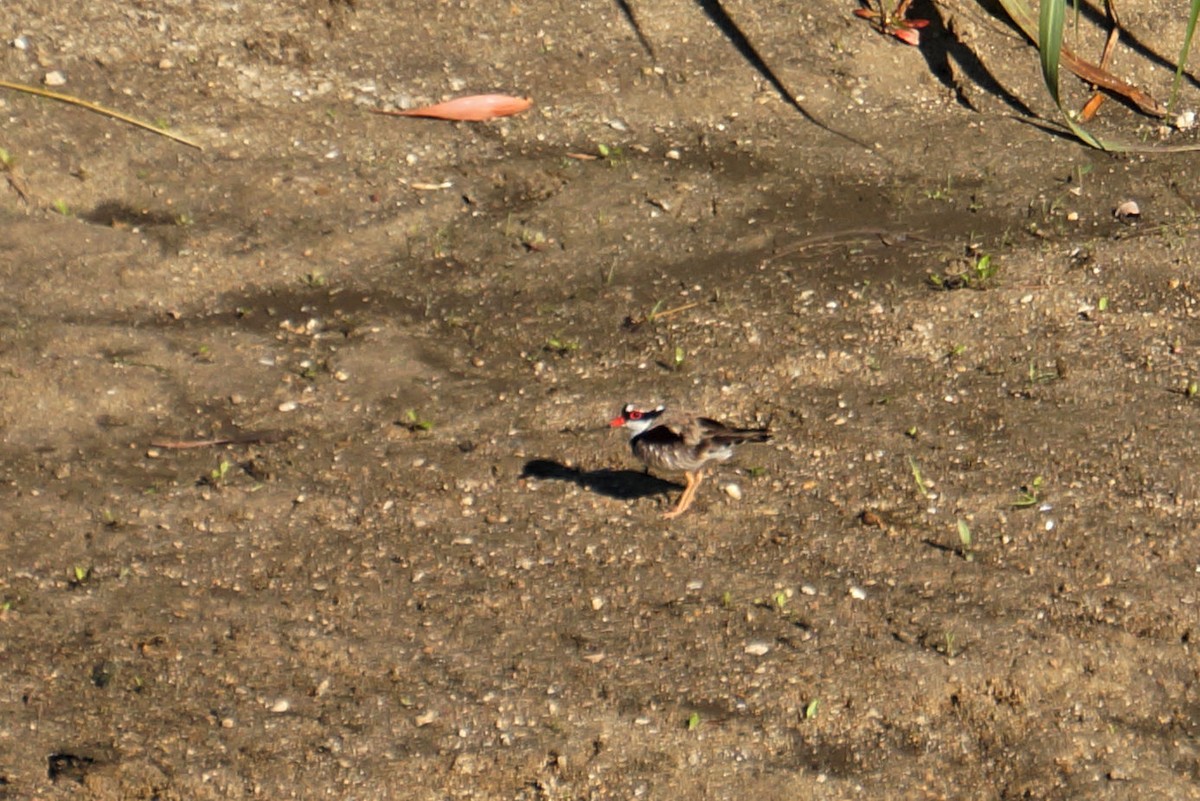 Black-fronted Dotterel - ML44668131
