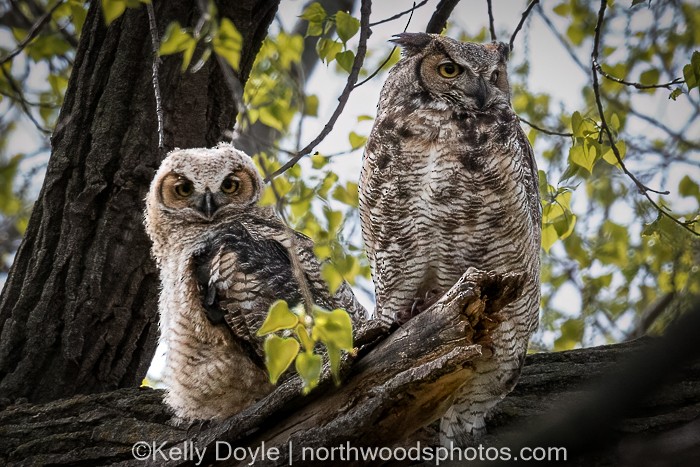 Great Horned Owl - ML446682121