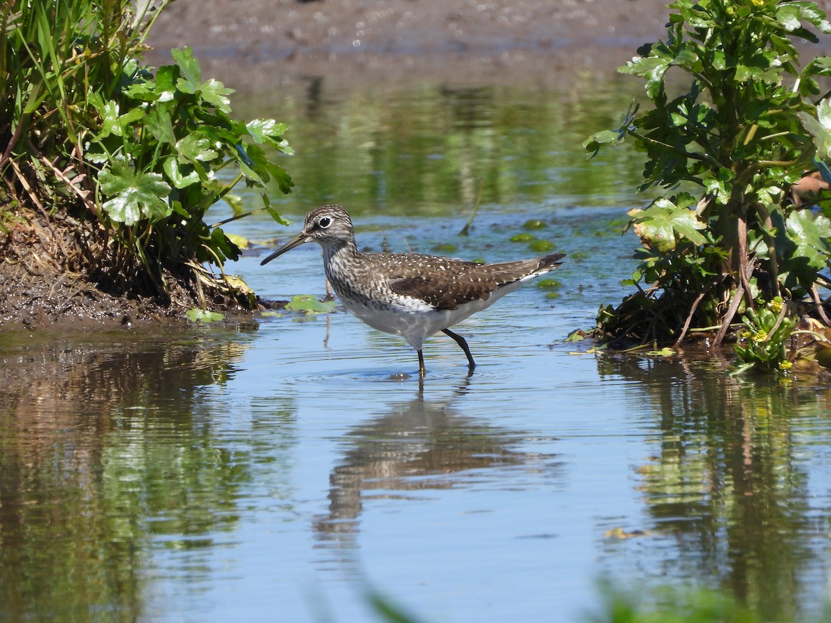 Solitary Sandpiper - ML446682441