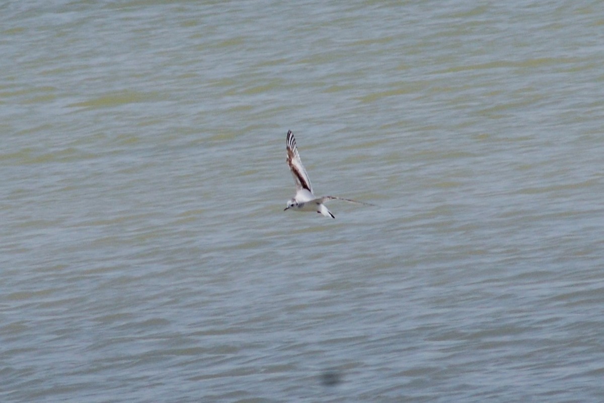 Little Gull - ML446683371