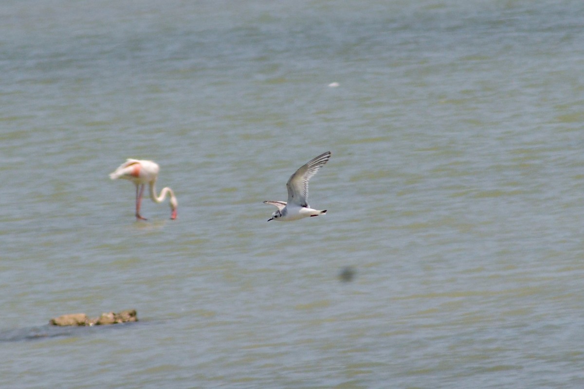 Little Gull - ML446683381