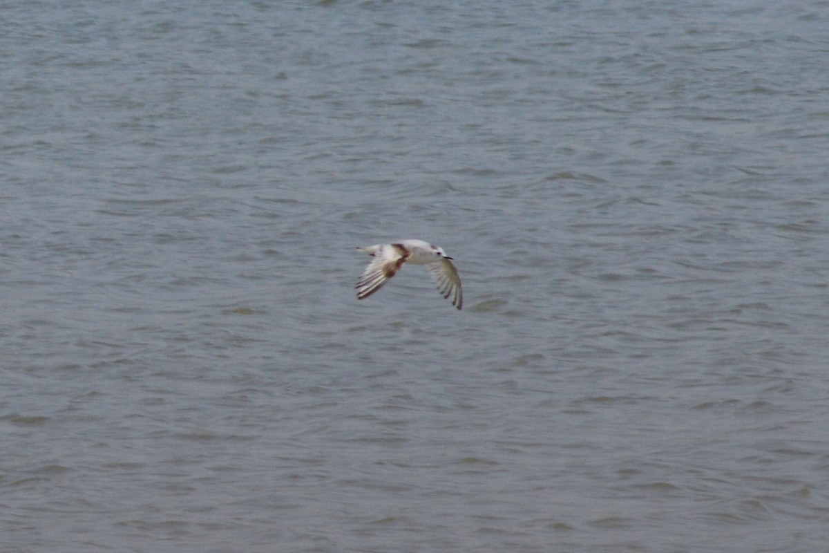 Little Gull - ML446683391