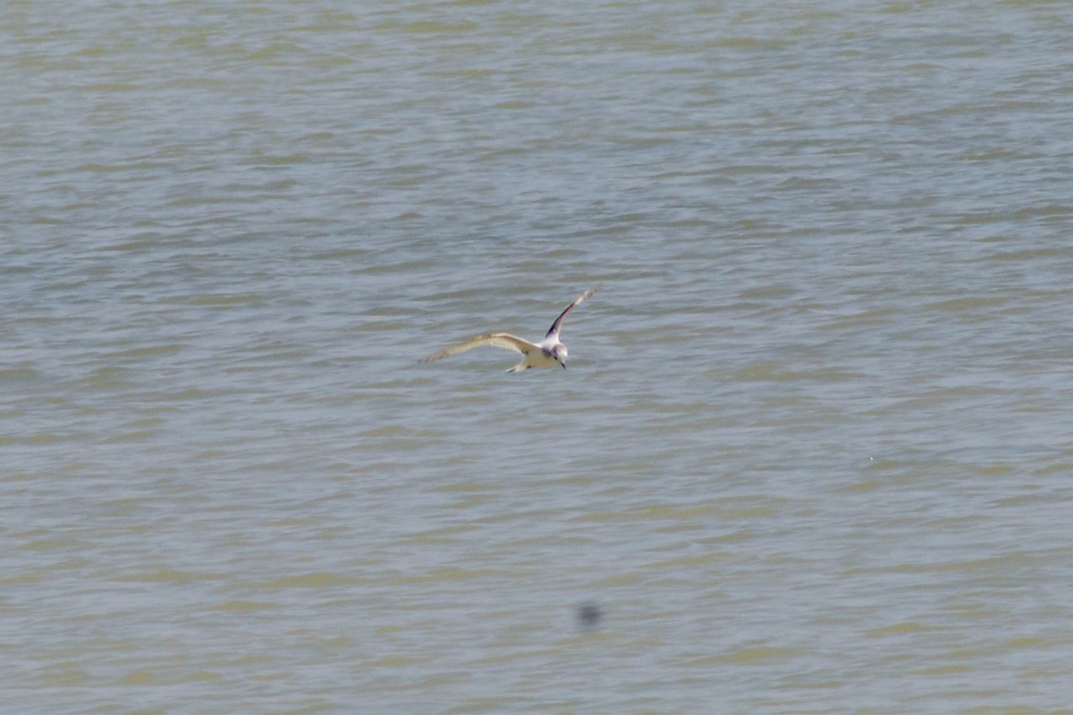 Little Gull - ML446683451