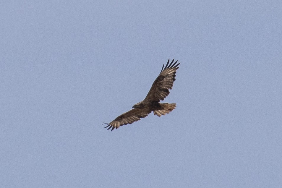 Long-legged Buzzard - ML446684161