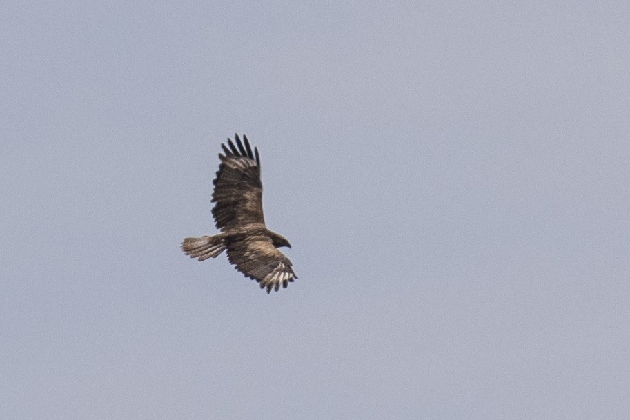 Long-legged Buzzard - ML446684251