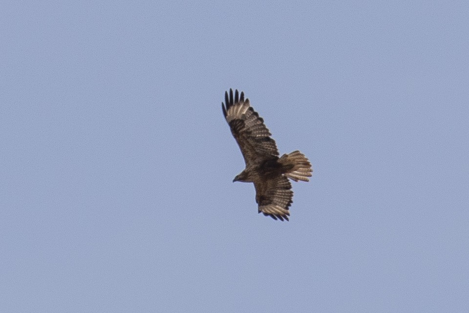 Long-legged Buzzard - ML446684321