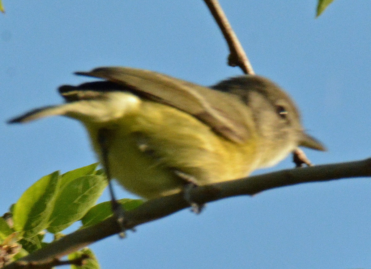 Bell's Vireo - ML446685351