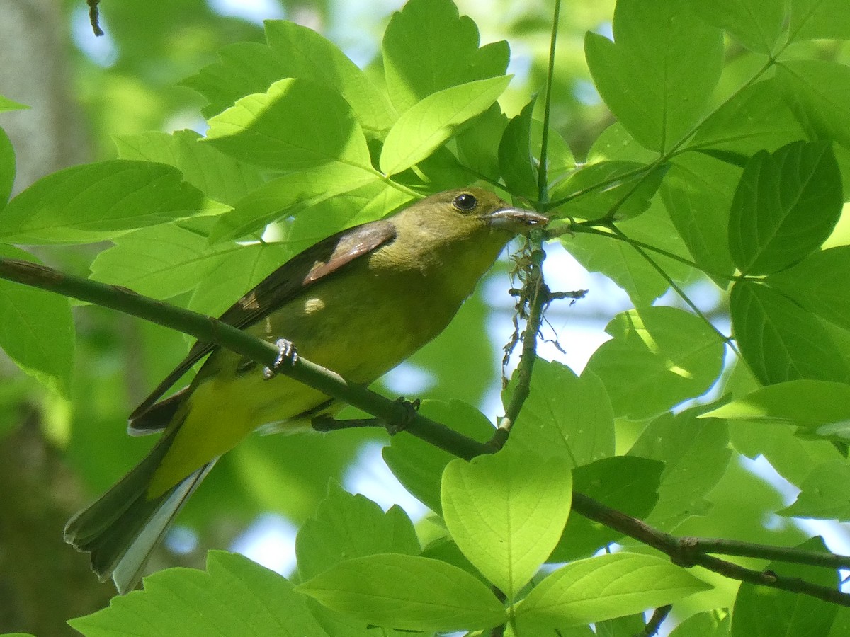 Scarlet Tanager - Rick Dunning