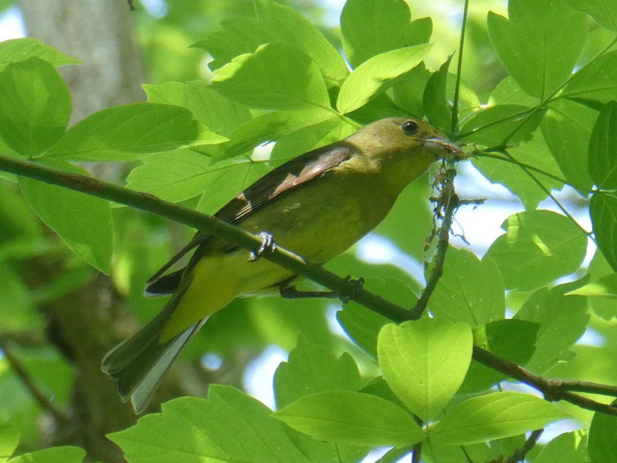 Scarlet Tanager - ML446686571