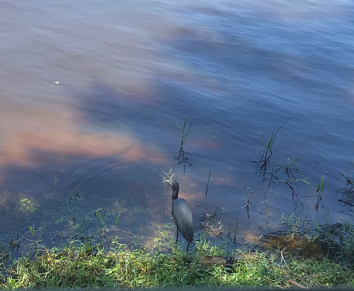 Little Blue Heron - ML446686711