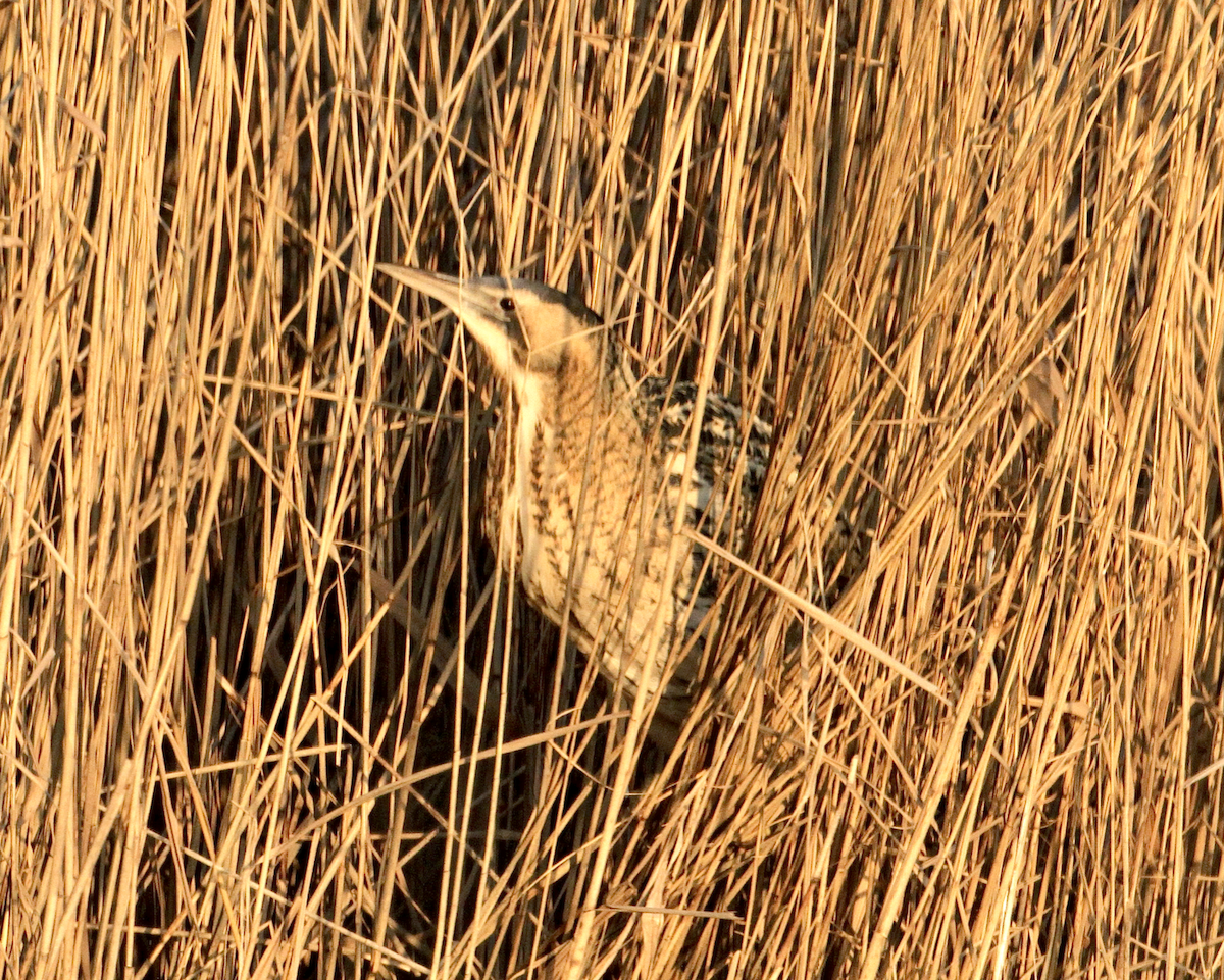 Great Bittern - Joseph Tobias