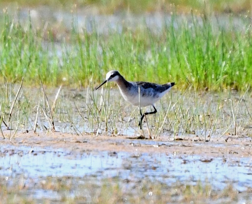 Wilson's Phalarope - ML446687191