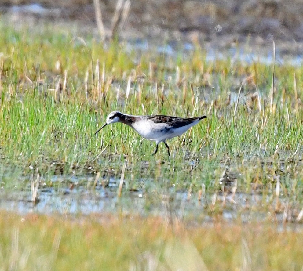 Wilson's Phalarope - ML446687231