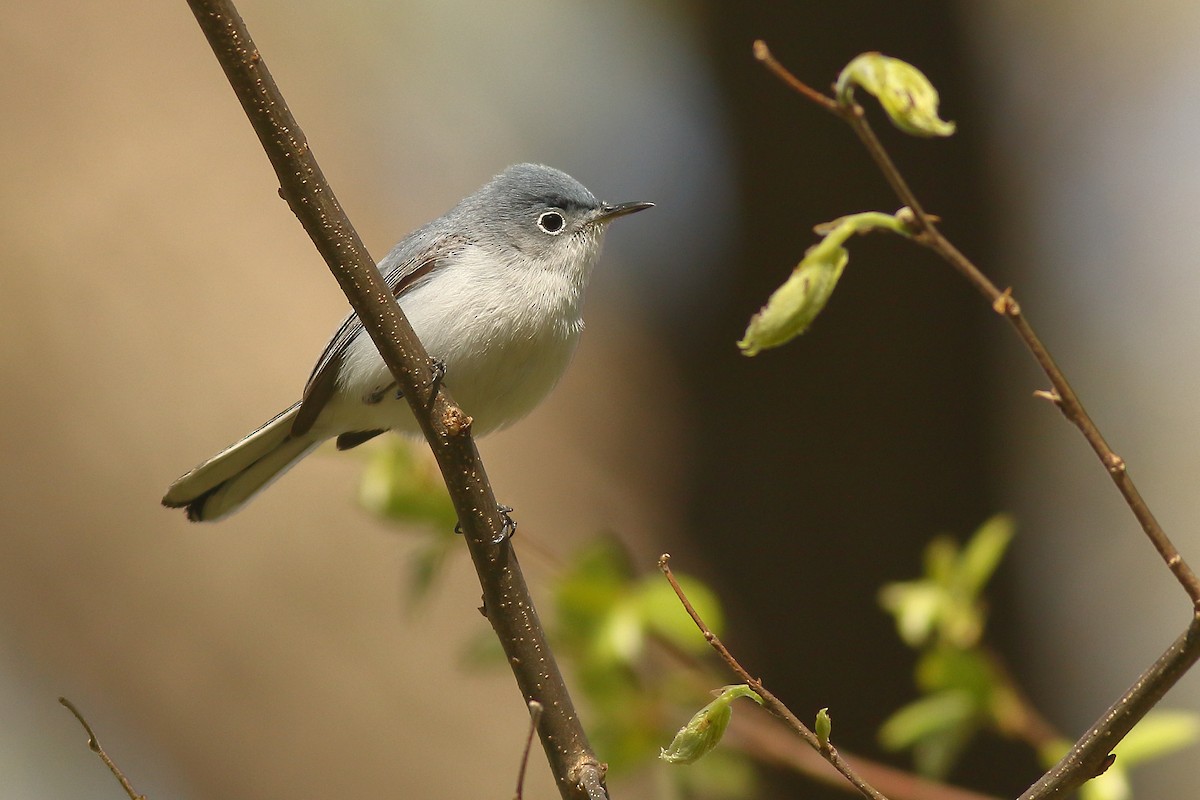 Blue-gray Gnatcatcher - ML446687851