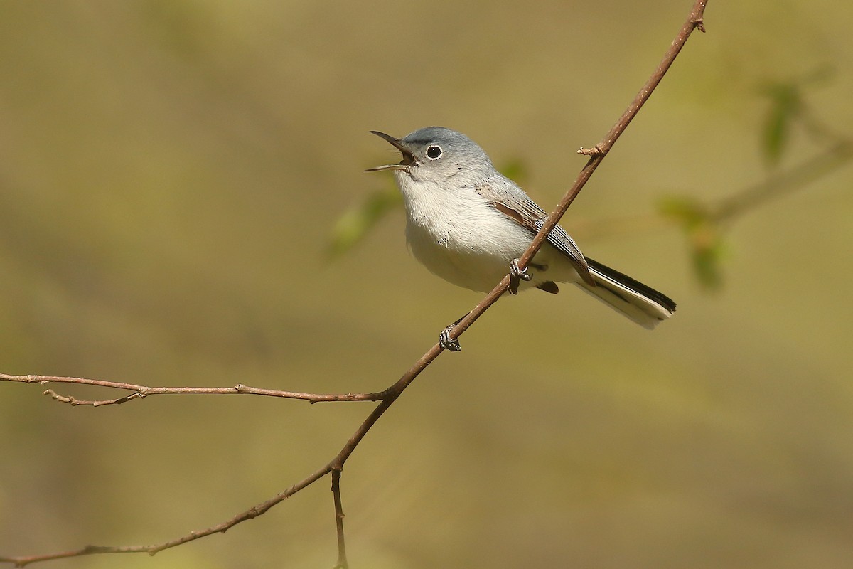 Blue-gray Gnatcatcher - ML446687861