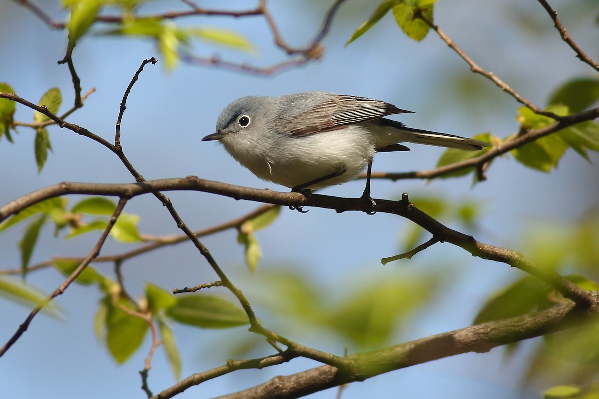Blue-gray Gnatcatcher - ML446687871