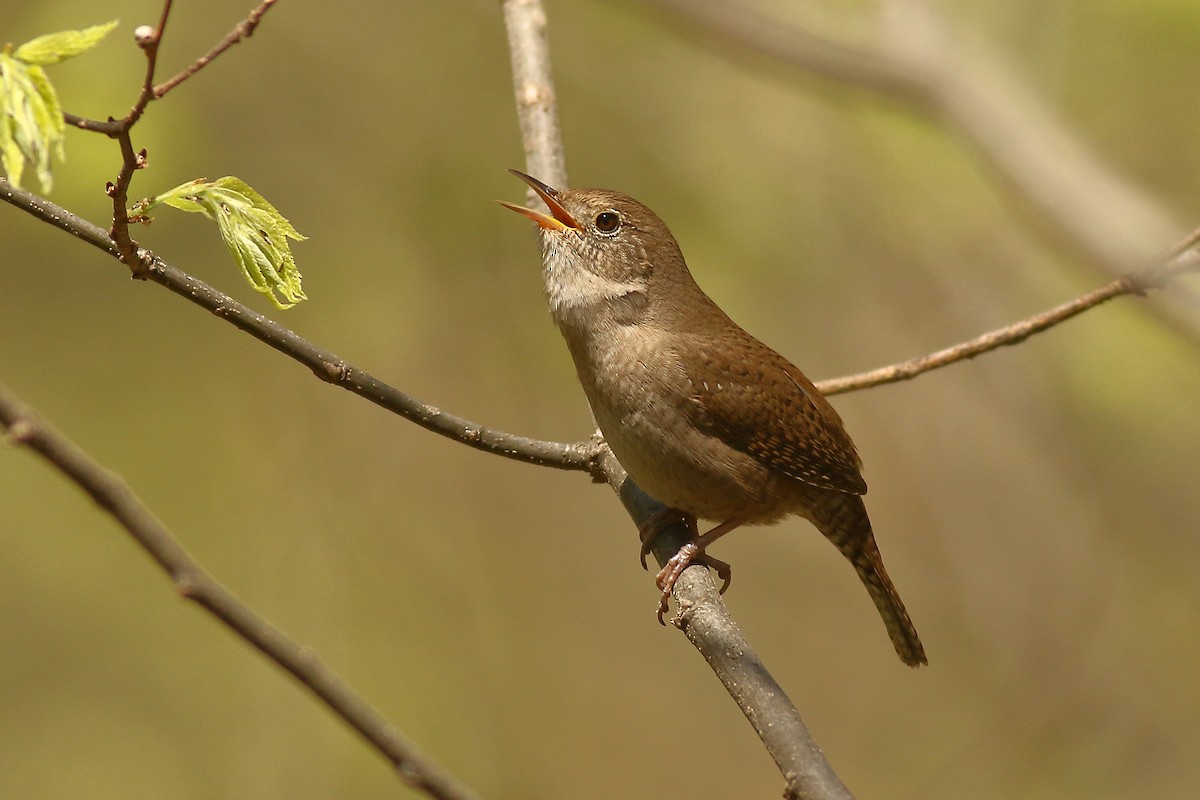 Northern House Wren - ML446687931