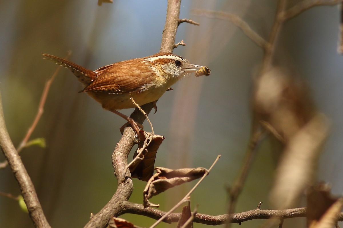 Carolina Wren - ML446688151