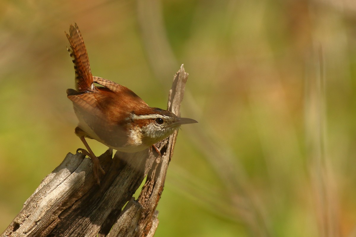 Carolina Wren - ML446688181